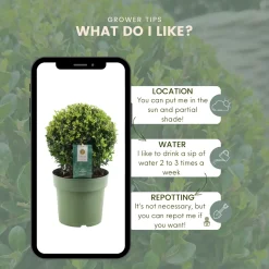 Plants by Frank - 2x Ilex Crenata Jenny Bol In Mand - Hulst - Buxus - Diam. 20 Cm