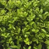 Plants by Frank - 48x Ilex Crenata Jenny - Hulst - Haagplanten - Diam. 7 Cm