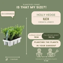 Plants by Frank - 48x Ilex Crenata Jenny - Hulst - Haagplanten - Diam. 7 Cm
