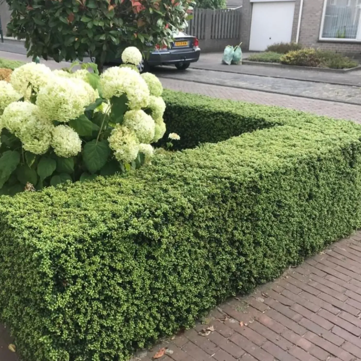Plants by Frank - 48x Ilex Crenata Jenny - Hulst - Haagplanten - Diam. 7 Cm
