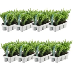 Plants by Frank - 48x Ilex Crenata Jenny - Hulst - Haagplanten - Diam. 7 Cm