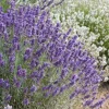 Plants by Frank - 12x Lavandula Hidcote - Bodembedekker - Pot 9 Cm