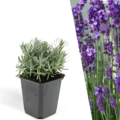 Plants by Frank - 12x Lavandula Hidcote - Bodembedekker - Pot 9 Cm