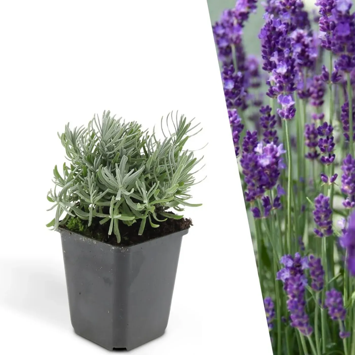 Plants by Frank - 12x Lavandula Hidcote - Bodembedekker - Pot 9 Cm