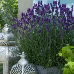 Plants By Frank - 24x Lavandula Hidcote - Bodembedekker - Pot 9 Cm