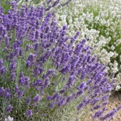 Plants By Frank - 24x Lavandula Hidcote - Bodembedekker - Pot 9 Cm