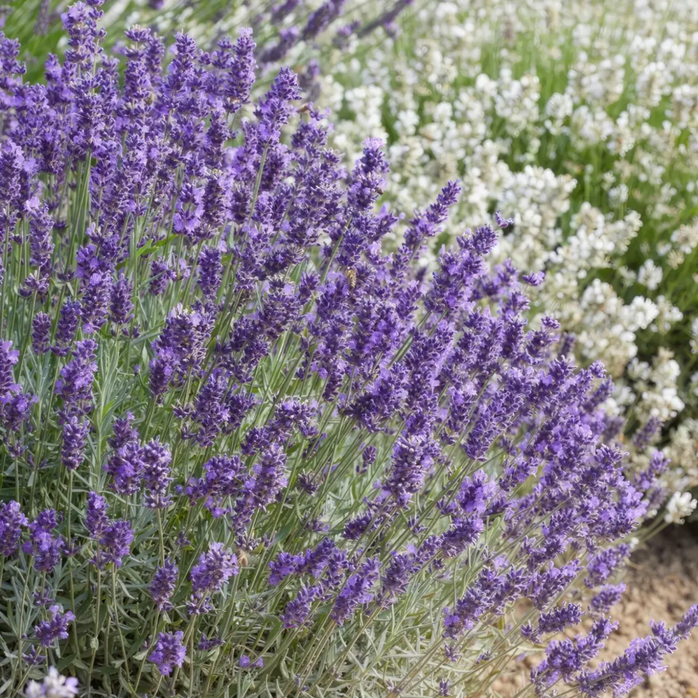Plants By Frank - 24x Lavandula Hidcote - Bodembedekker - Pot 9 Cm