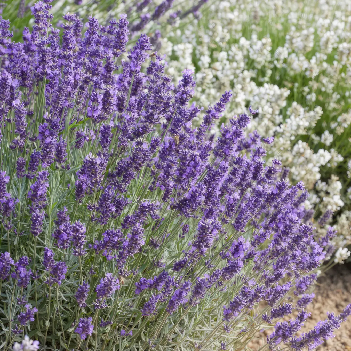 Plants By Frank - 24x Lavandula Hidcote - Bodembedekker - Pot 9 Cm