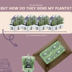 Plants By Frank - 12x Lavendel Planten - Tuinplanten - Lilablauw - Pot 7 Cm