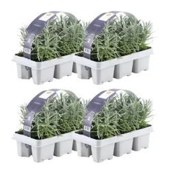 Plants by Frank - 24x Lavendel Plant - Tuinplanten - Lilablauw - Pot 7 Cm