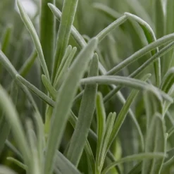 Plants by Frank - 24x Lavendel Plant - Tuinplanten - Lilablauw - Pot 7 Cm