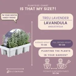 Plants by Frank - 24x Lavendel Plant - Tuinplanten - Lilablauw - Pot 7 Cm