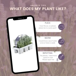 Plants by Frank - 24x Lavendel Plant - Tuinplanten - Lilablauw - Pot 7 Cm