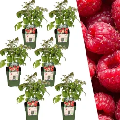 Plants by Frank - 6x Rubus Idaeus Bio - Framboos - Fruitplanten - Pot 13 Cm