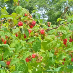 Plants by Frank - 6x Rubus Idaeus Bio - Framboos - Fruitplanten - Pot 13 Cm