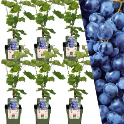 Plants by Frank - 6x Vaccinium Corymbosum Bio - Bosbes - Fruitplanten - Pot 13 Cm
