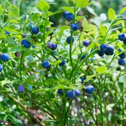 Plants By Frank - 3x Vaccinium Corymbosum Bio - Bosbes - Fruitplanten - Pot 13 Cm