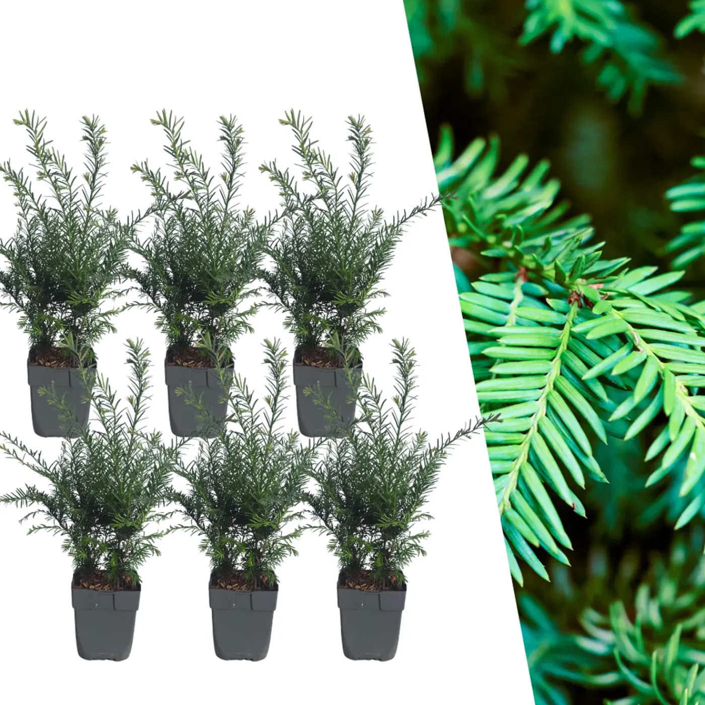 Plants by Frank - 6x Venijnboom - Taxus Baccata - Haagplanten - Pot 13 Cm