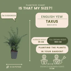 Plants by Frank - 6x Venijnboom - Taxus Baccata - Haagplanten - Pot 13 Cm