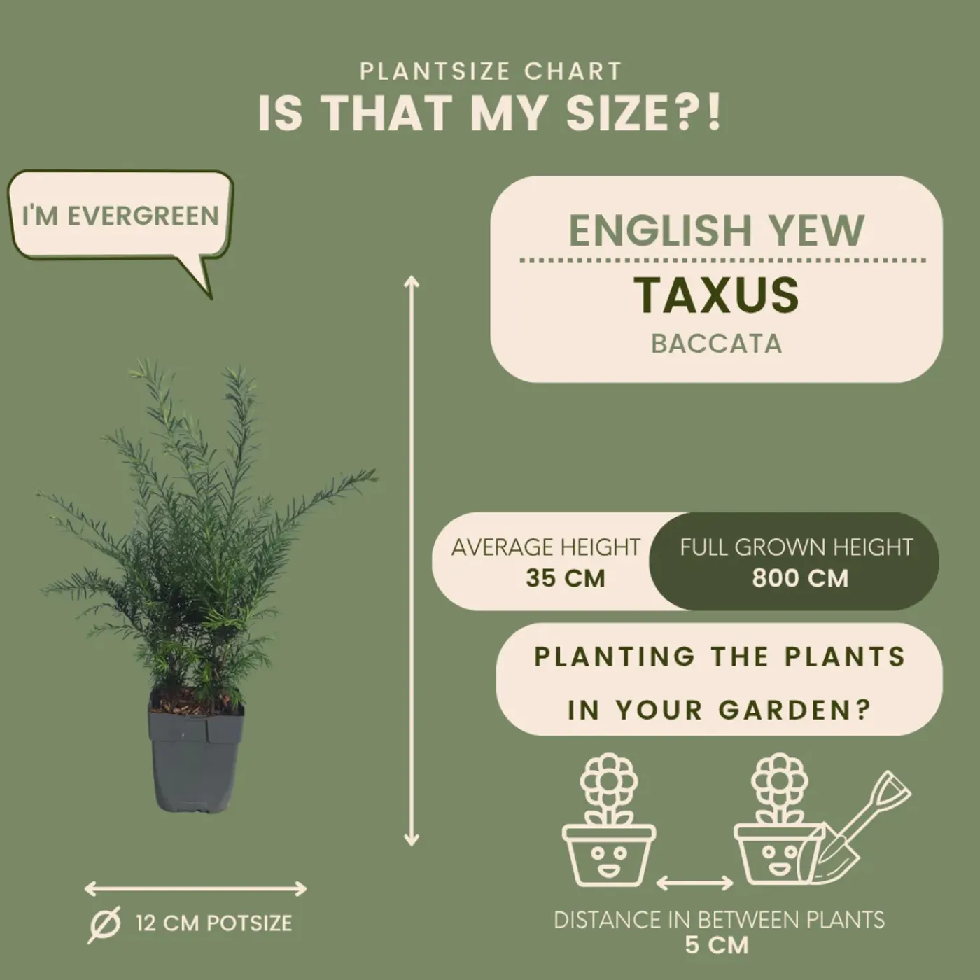 Plants by Frank - 6x Venijnboom - Taxus Baccata - Haagplanten - Pot 13 Cm