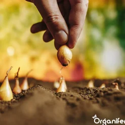 Organifer Plantuien Sturon 14/21 - 10 kg -