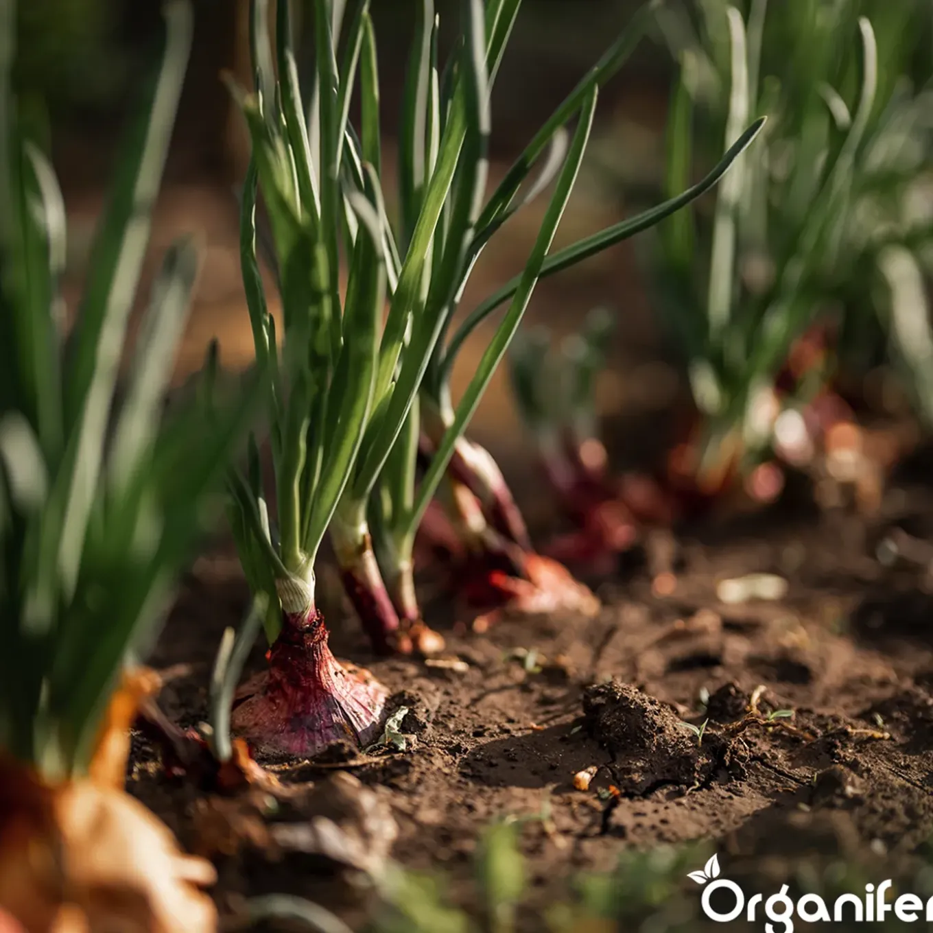 Organifer Plantuien Sturon 14/21 - 10 kg -