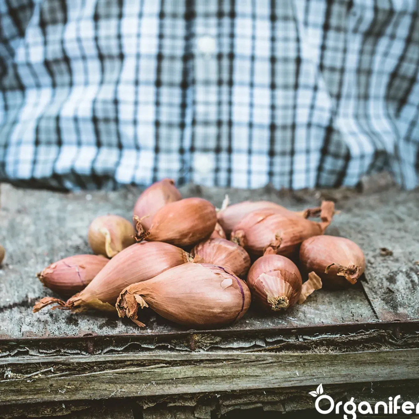 Organifer Plantuien Sturon 14/21 - 10 kg -
