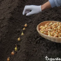 Organifer Plantuien Sturon 14/21 - 10 kg -