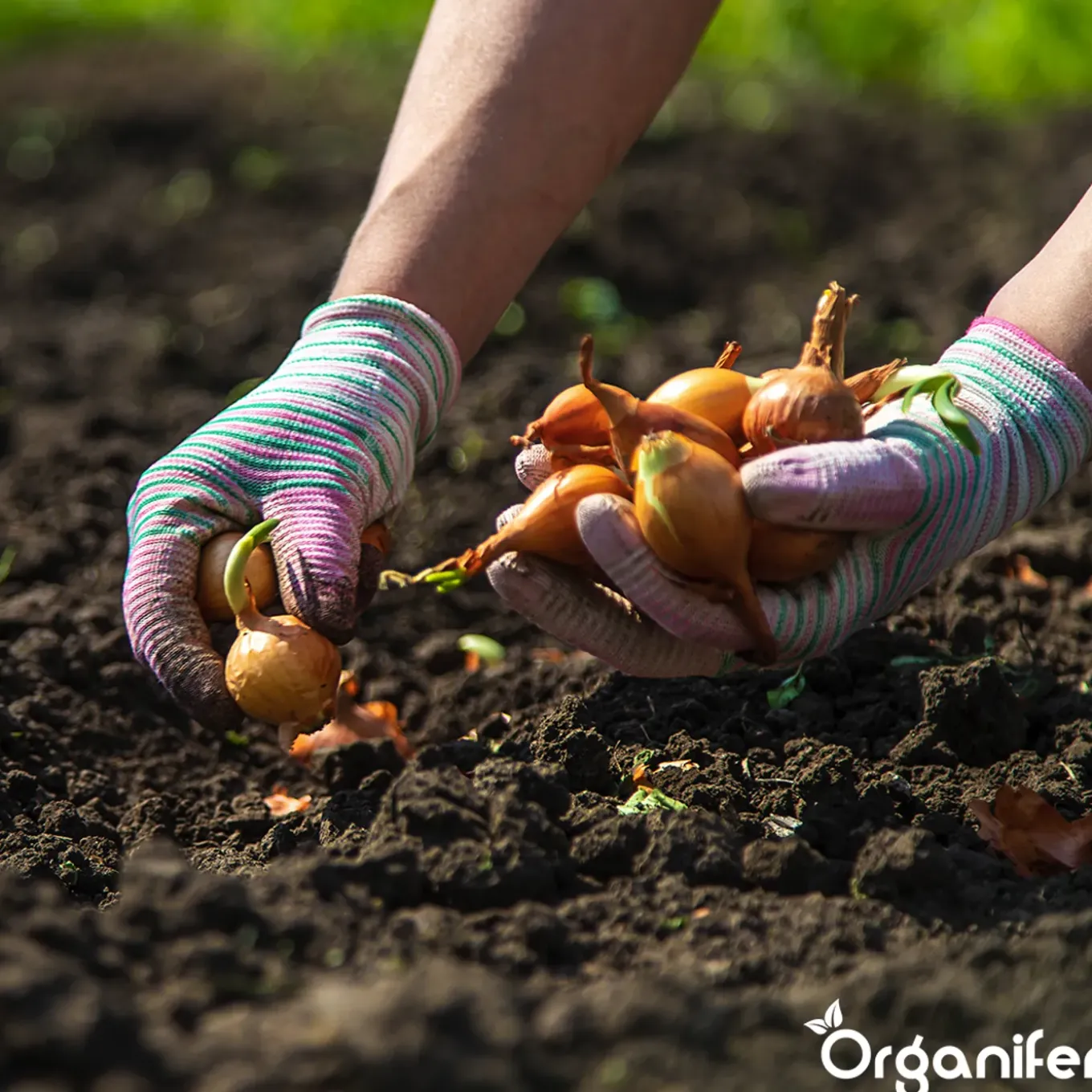 Organifer Plantuien Sturon 14/21 - 10 kg -