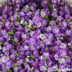 Organifer Plukbloemen Mengsel - Colour - 32 Soorten Snijbloemen - 500 G Voor 250 M2 -