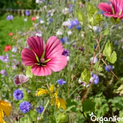Plukbloemen Mengsel - Colour - 32 Soorten Snijbloemen - 100 G Voor 50 M2 - Organifer