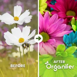 Plukbloemen Mengsel - Colour - 32 Soorten Snijbloemen - 100 G Voor 50 M2 - Organifer