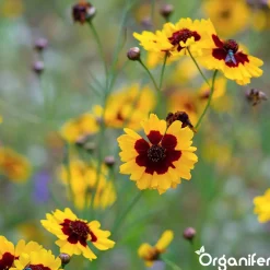 Plukbloemen Mengsel - Colour - 32 Soorten Snijbloemen - 100 G Voor 50 M2 - Organifer