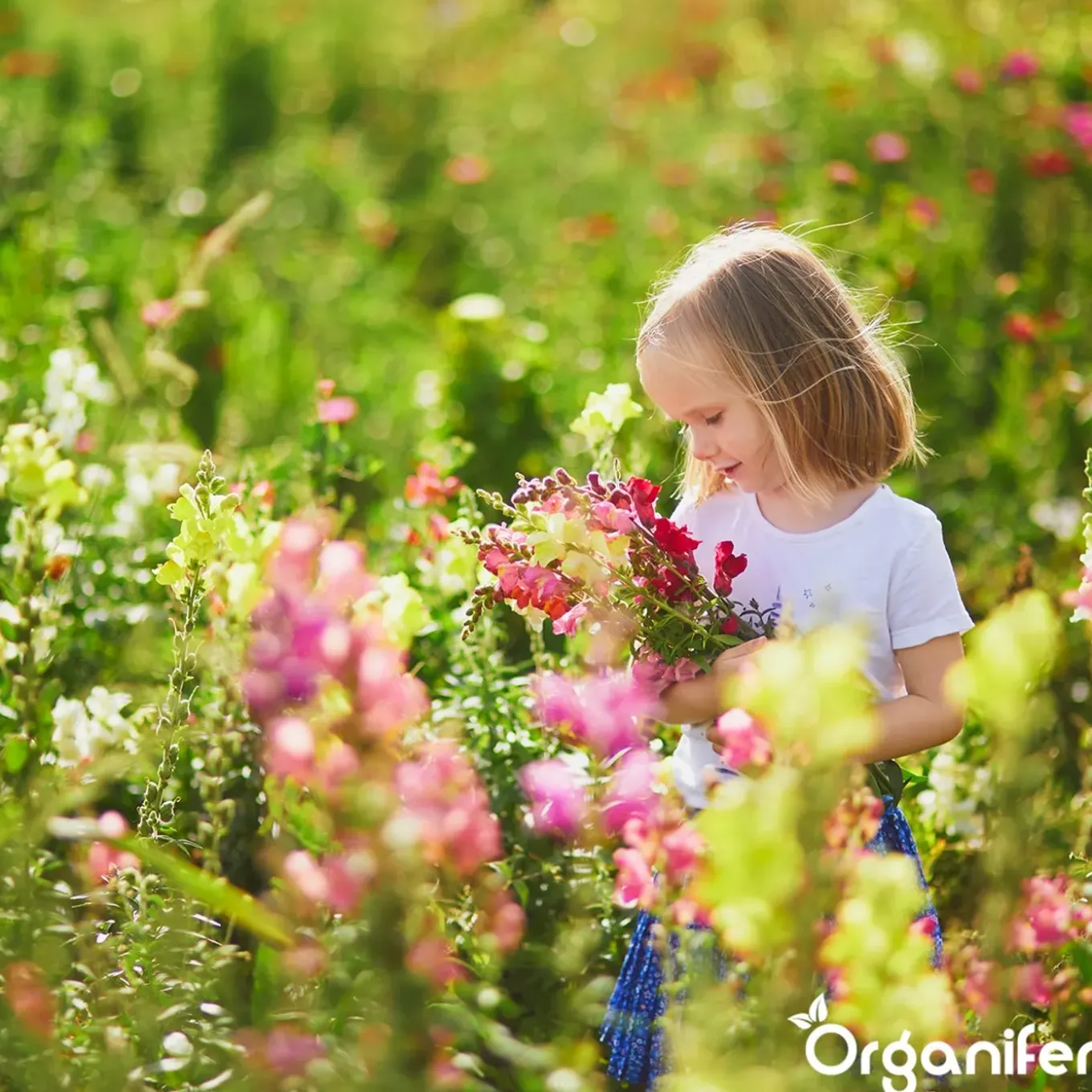 Plukbloemen Mengsel - Colour - 32 Soorten Snijbloemen - 100 G Voor 50 M2 - Organifer
