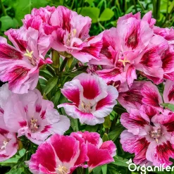 Organifer Plukbloemen Mengsel - Colour - 32 Soorten Snijbloemen - 1 Kg Voor 500 M2 -