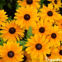 Organifer Plukbloemen Mengsel - Colour - 32 Soorten Snijbloemen - 1 Kg Voor 500 M2 -