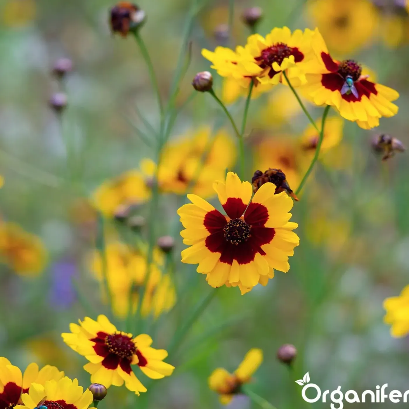Organifer Plukbloemen Mengsel - Colour - 32 Soorten Snijbloemen - 1 Kg Voor 500 M2 -