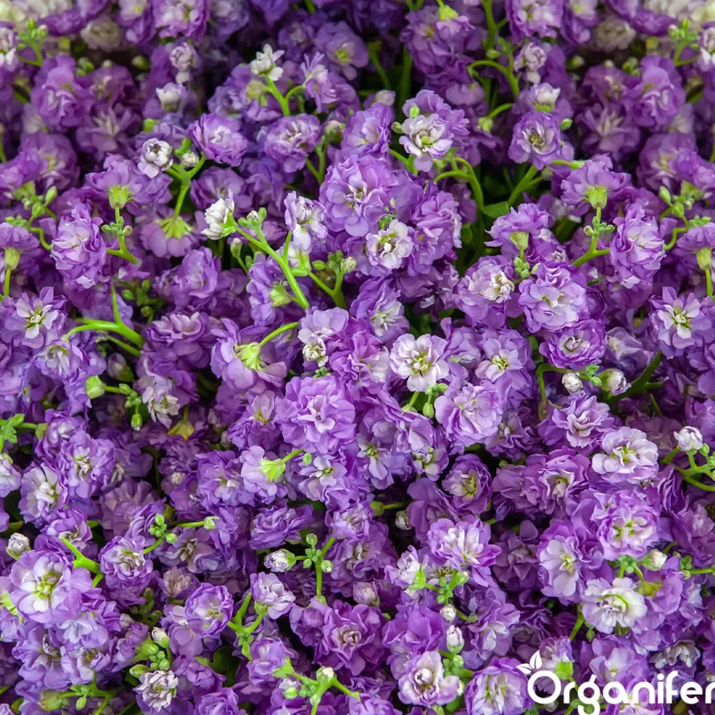 Organifer Plukbloemen Mengsel - Colour - 32 Soorten Snijbloemen - 1 Kg Voor 500 M2 -