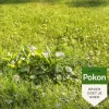 Pokon Onkruid Weg Gebruiksklaar - 1 Stuk voor 80m²