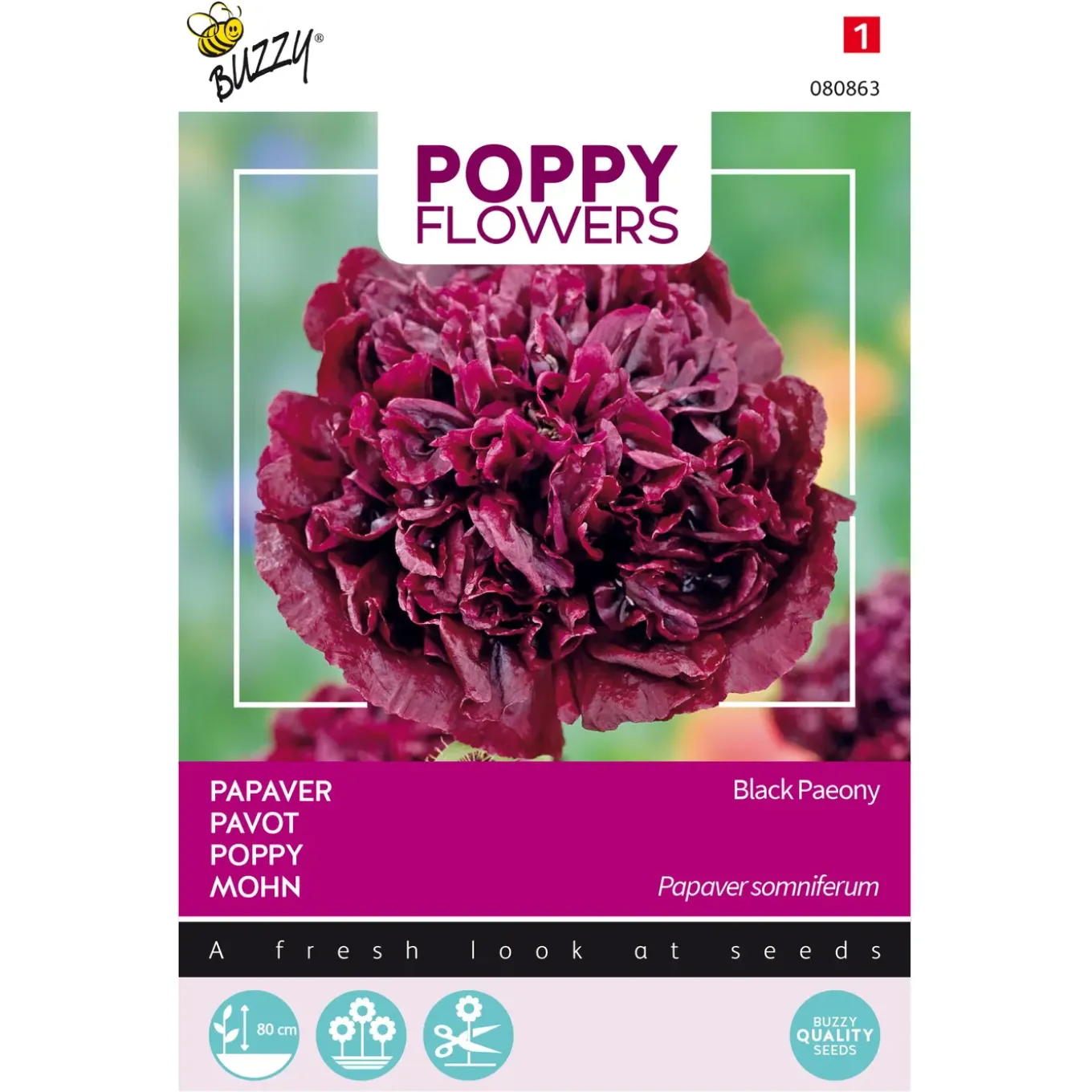 Poppy Flowers Papaver Black Paeony