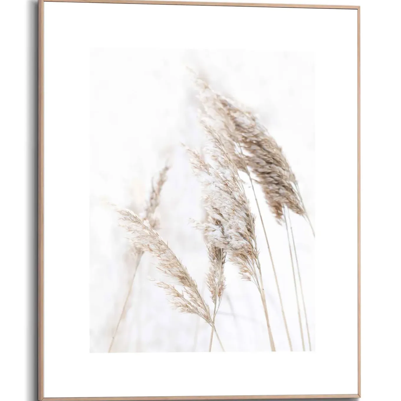 Schilderij Pampasgras - 40x50 cm - Wit - Hout