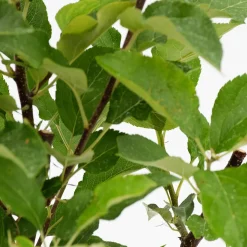 Schramas Appelboom Malus Domestica Duo Twee Soorten Aan Één Boom + Pot 23cm