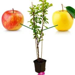 Schramas Appelboom Malus Domestica Duo Twee Soorten Aan Één Boom + Pot 23cm