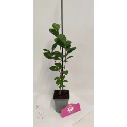 Schramas Aronia Viking + Pot 9cm 4 Stuks