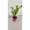 Schramas Corylus Tonda Gentile Delle Langhe + Pot 12cm