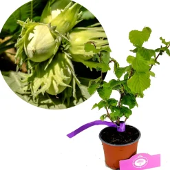Schramas Corylus Tonda Gentile Delle Langhe + Pot 12cm
