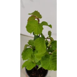 Schramas Corylus Tonda Gentile Delle Langhe + Pot 12cm