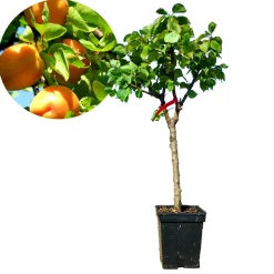 Schramas Dwerg Abrikozenboom Prunus Armeniaca + Pot 23cm