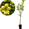 Schramas fruitbomen Appel Peer Kers + Pot 23cm 3 stuks