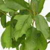 Schramas Kersenboom Prunus Avium Sylvia + Pot 23cm